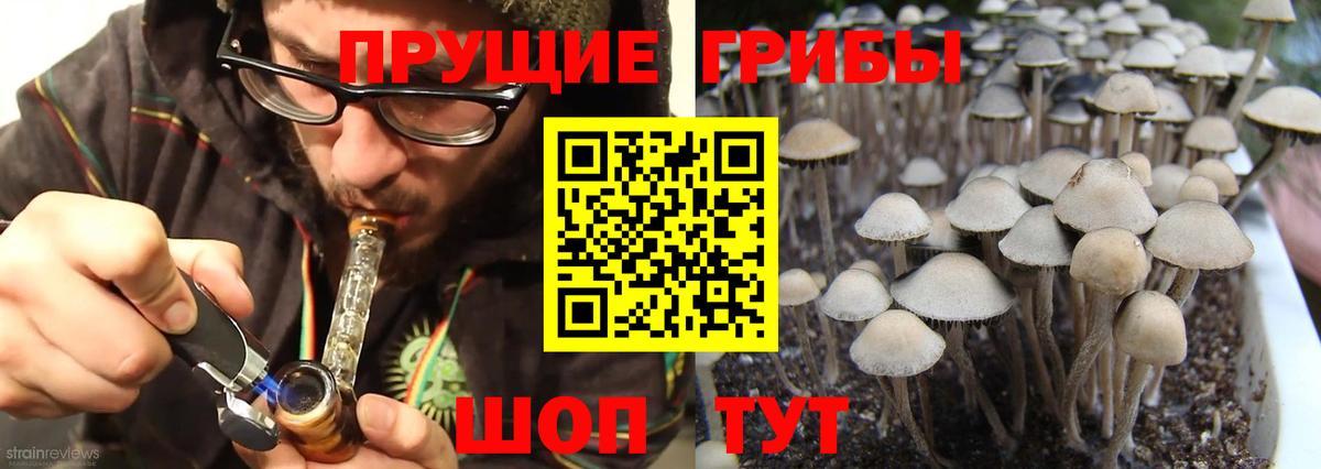 Псилоцибиновые грибы Psilocybe Кандалакша